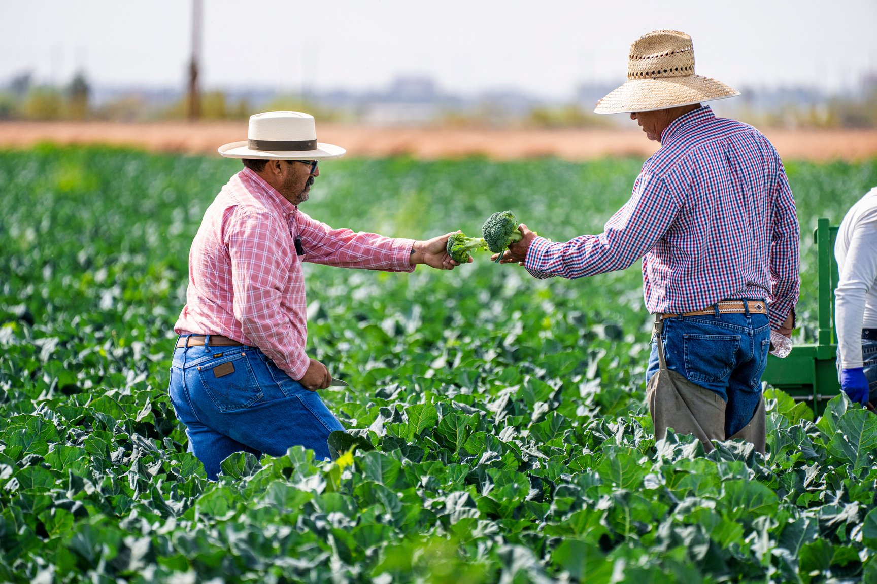 Two Men Standing on the Broccoli Farm 