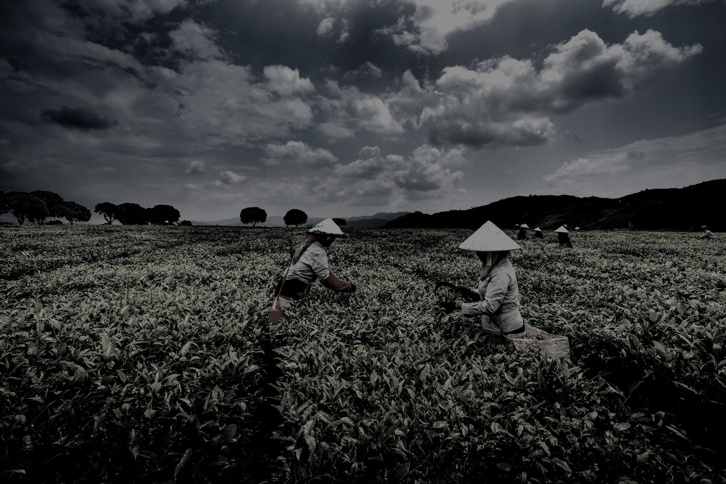 Anonymous ethnic harvesters collecting tea leaves in agricultural field